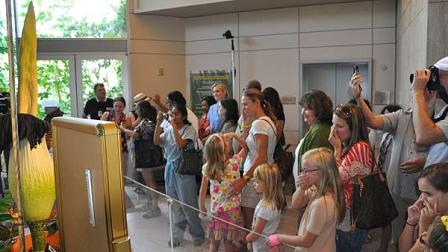 Lois, the famed corpse flower at the Houston Museum of Natural Science, has been drawing large crowds as the giant stinky bloom has been anxiously awaited. (Photo Credit: ABC13)