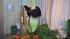 Lois, the famed corpse flower at the Houston Museum of Natural Science, has been drawing large crowds as the giant stinky bloom has been anxiously awaited. (Photo Credit: ABC13)