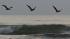 Pelicans fly over the surf after hundreds of...