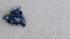 A Kemps ridley turtle hatchling makes its way...