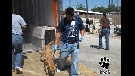 Image of the Houston SPCA welcoming an additional 40 dogs from various Louisiana shelters this week.