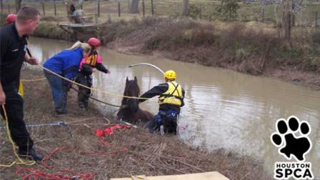 Photo of Thursday mornings rescue, courtesy of the Houston SPCA