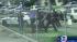 Calls for federal investigation into police... ::