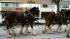 The famous Budweiser Clydesdales made an...