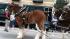The famous Budweiser Clydesdales made an...