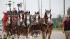 The famous Budweiser Clydesdales made an...