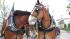 The famous Budweiser Clydesdales made an...