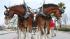 The famous Budweiser Clydesdales made an...
