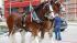 The famous Budweiser Clydesdales made an...