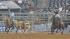 Image from the 2011 RodeoHouston at Reliant...