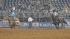 Image from the 2011 RodeoHouston at Reliant...
