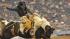 Image from the 2011 RodeoHouston at Reliant...