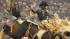 Image from the 2011 RodeoHouston at Reliant...