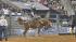 Image from the 2011 RodeoHouston at Reliant...