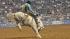 Image from the 2011 RodeoHouston at Reliant...
