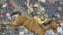 Image from the 2011 RodeoHouston at Reliant...