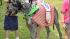 Paws in the Park was held in Pearland to support...