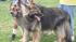 Paws in the Park was held in Pearland to support...
