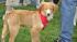 Paws in the Park was held in Pearland to support...