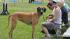 Paws in the Park was held in Pearland to support...