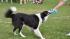 Paws in the Park was held in Pearland to support...
