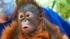 Endangered orangutan baby at Houston Zoo