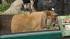 Cast members from CATS visit the big cat exhibit...