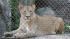 Cast members from CATS visit the big cat exhibit...