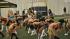 The final 50 Houston Texans cheerleader...