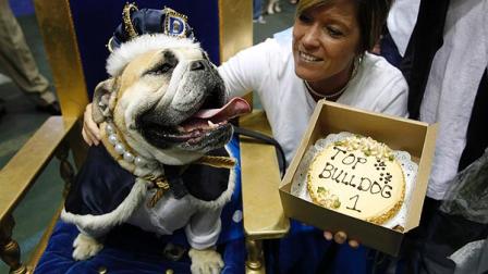 Drake Relays Beautiful Bulldog Contest