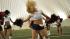 The Houston Texans cheerleader finalists...