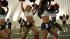 The Houston Texans cheerleader finalists...