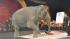 Images from  the Ringling Brothers and Barnum...