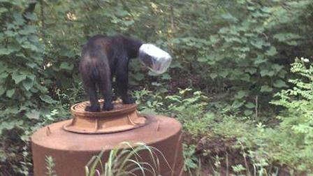 In this undated photo provided by the Tennessee Wildlife Resources Agency, a bear with a jar stuck on its head is seen in Cocke County, Tenn. State wildlife officers looked for the bear for three weeks after reports he was caught in the unfortunate headgear, until wildlife officer Shelley Hammonds of the Tennessee Wildlife Resources Agency spotted him on July 17. She tranquilized the bear, and the bear collapsed in downtown Newport, Tenn., where dozens of people watched the jar removal. The bear weighed just 115 pounds, when it should have weighed around 200. It was released into the Cherokee National Forest. (AP Photo/Tennessee Wildlife Resources Agency)
