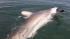 Man reels in shark off Galveston coast ::