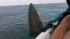 No fish story: Father reels in shark off... ::