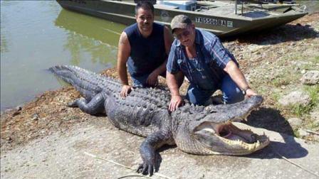 Alligator hunters David Hunter Sr. and David Hunter Jr., helped catch a 1,200-pound alligator near Trinity.