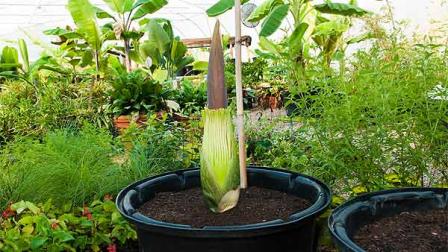 The Houston Zoo has a new resident, and its not an animal. Pewtunia the Corpse Flower will stink up the Zoo in a matter of days.