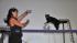 Ordinary housecats get trained to do...