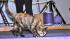 Ordinary housecats get trained to do...