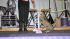 Ordinary housecats get trained to do...