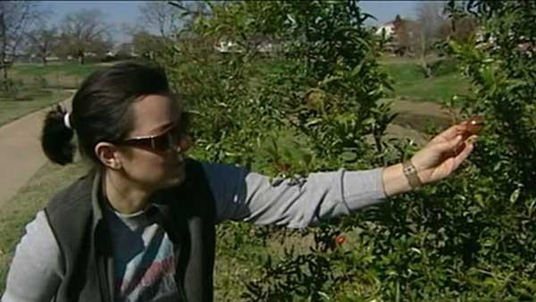 Edible trail in Missouri City almost always in bloom
