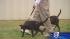 Program helps stray dogs, troubled kids get... ::