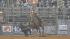 Image from the 2012 RodeoHouston at Reliant...