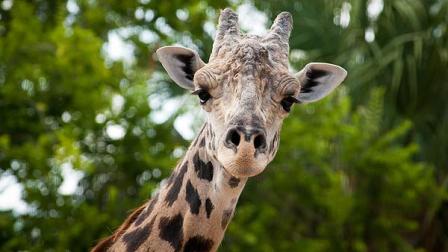 Kiva the giraffe