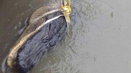 The 10-foot gator was captured by game wardens Monday morning.