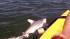 This shark was caught by a boy in Galveston
