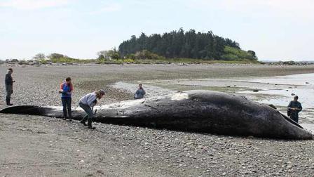 Whale