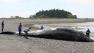 Whale