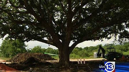 This oak tree will be preserved by moving it to another location